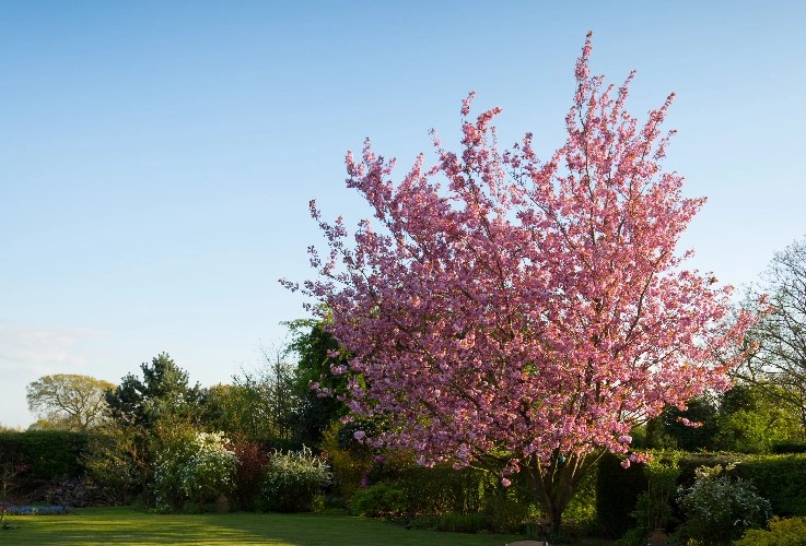 New Growth Tree Services Victoria Arborist