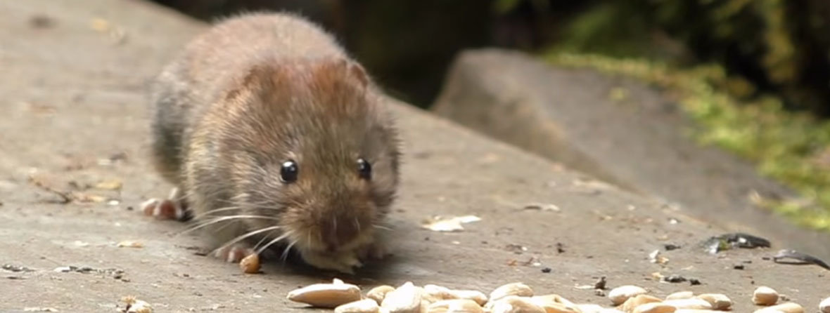 New Haven Animal Attic, Wildlife Control in Connecticut