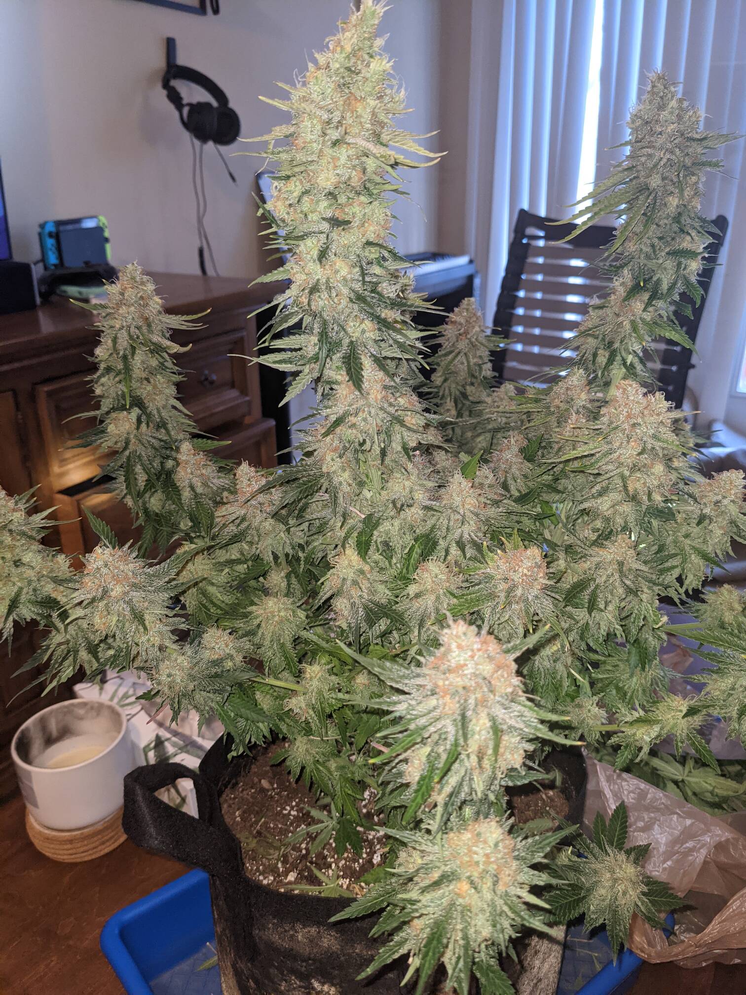 KANDY KUSH AUTO Feminized New Holland Seed Bank