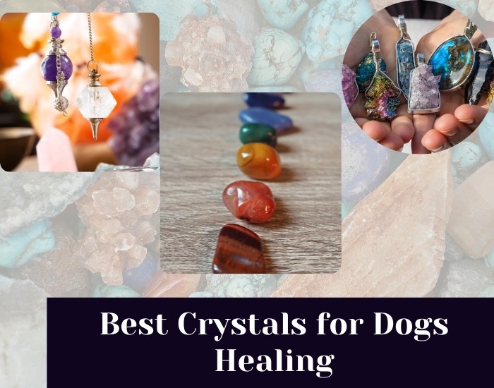5 Best Crystals for Dogs Healing in 2022 New Hope Psychology