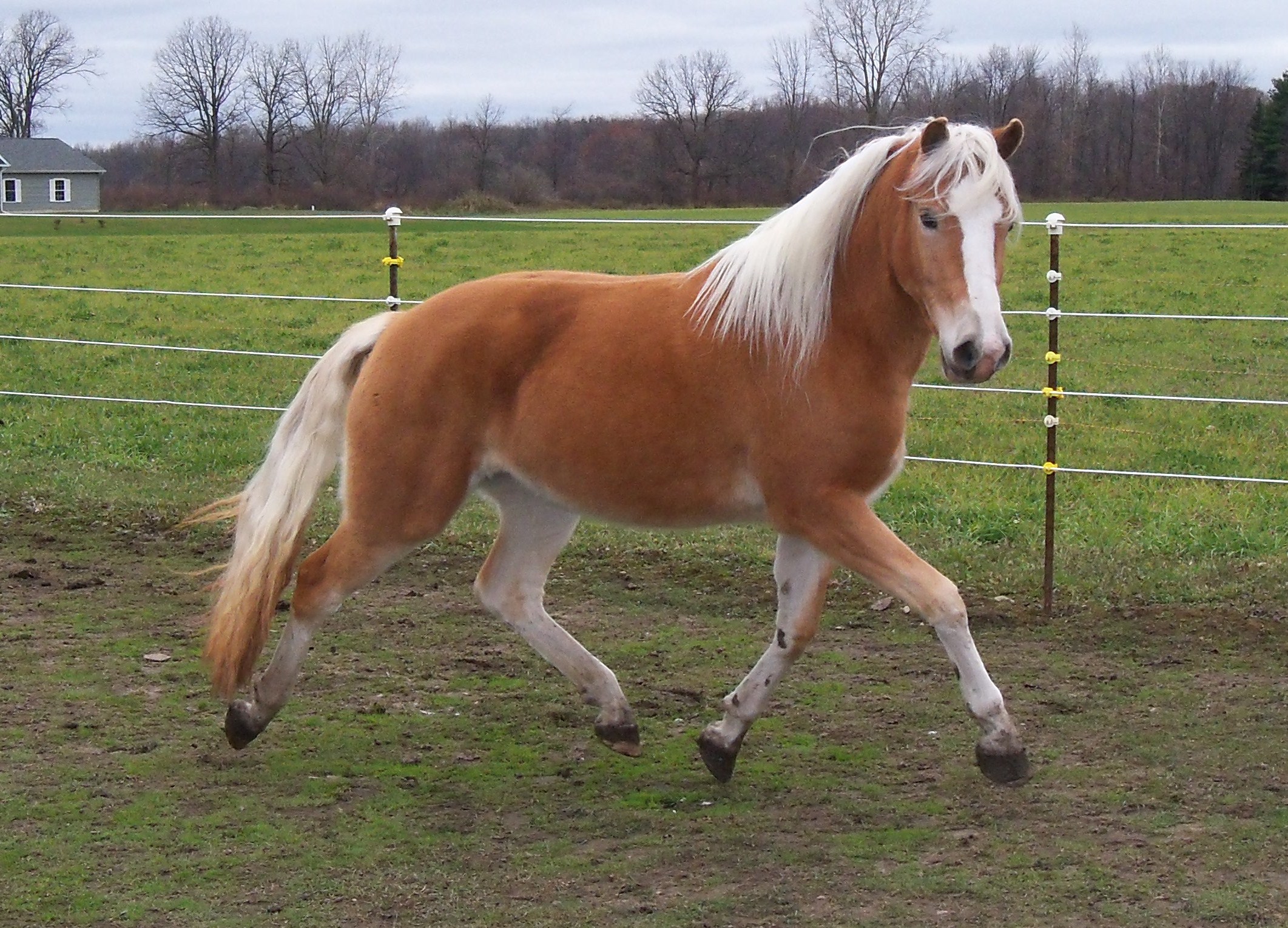 Haflinger Horses For Sale In Indiana