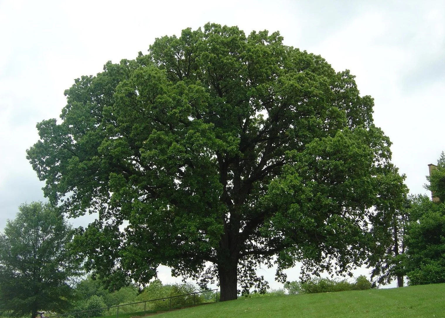 The Best Shade Trees For the Austin Area Jenkins Design Build