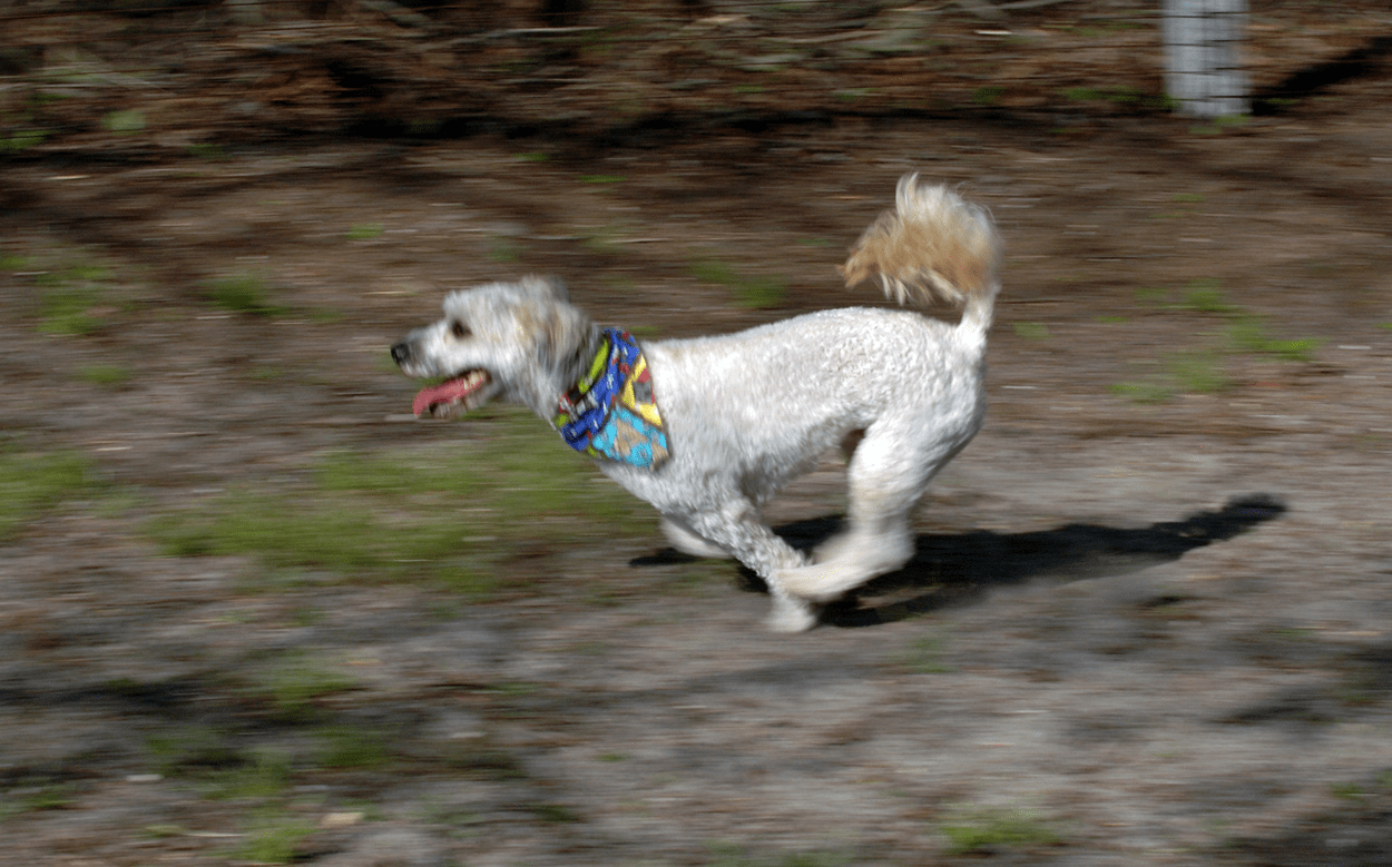 New Jersey Dog Highland Kennel, Best Dog Boarding in New Jersey