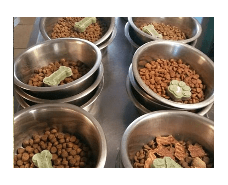 Services Boarding New Jersey Dog