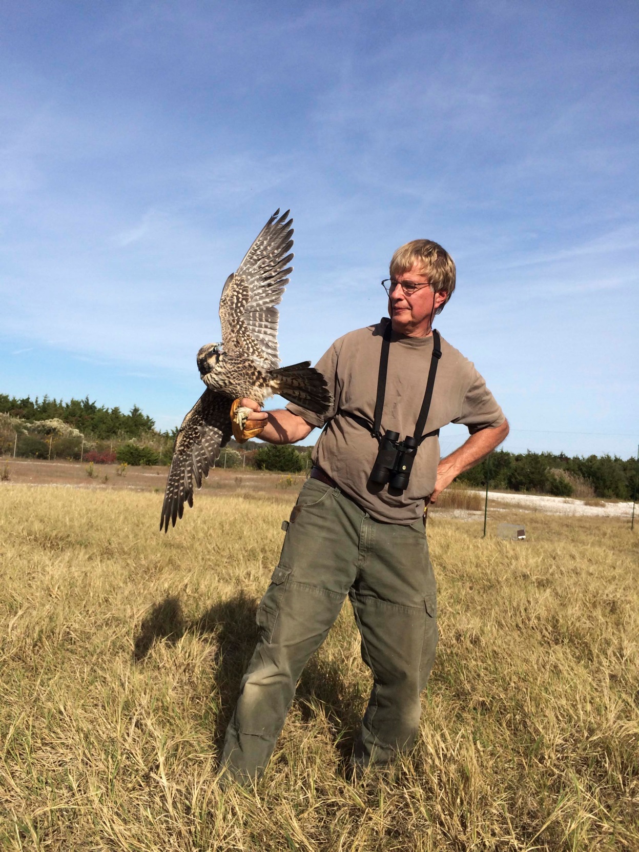 NEW JERSEY FALCONRY