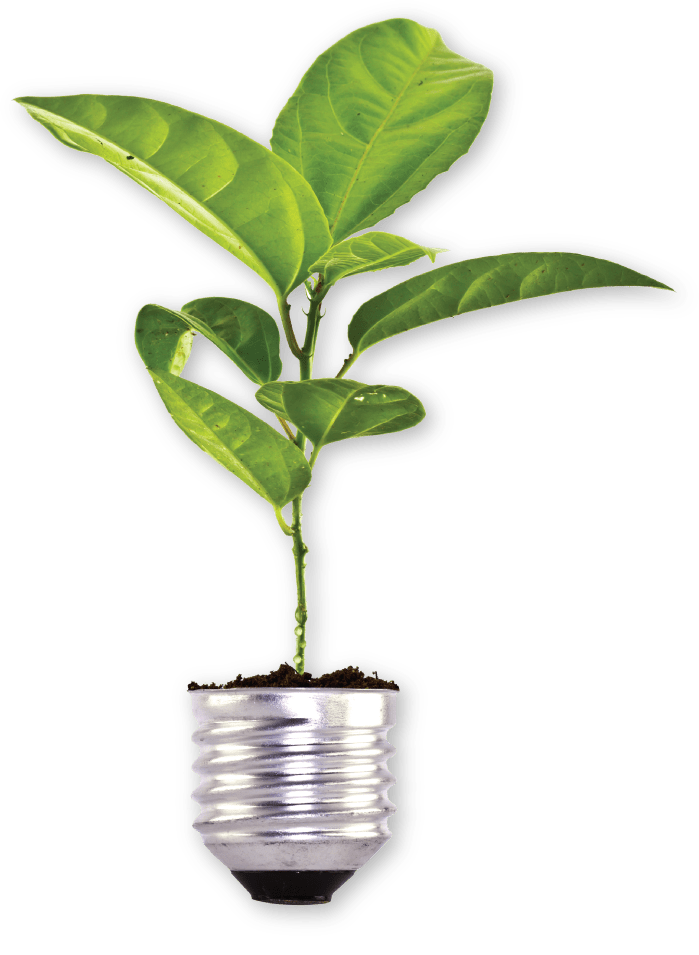 Malaysia Durian Plantation & Farming Musang King Newleaf Malaysia