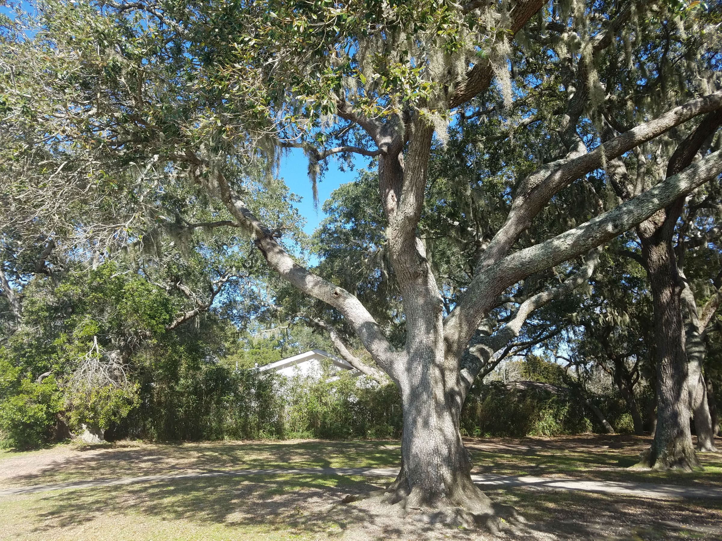 Southern Live Oak Tree New Leaf Arboriculture