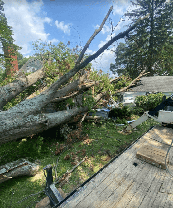 New Leaf Tree Service in Louisville provides Emergency Tree Removal