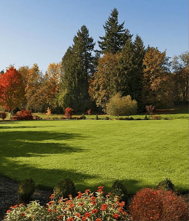 Tree Trimming & Removal Louisville KY New Leaf Tree Service