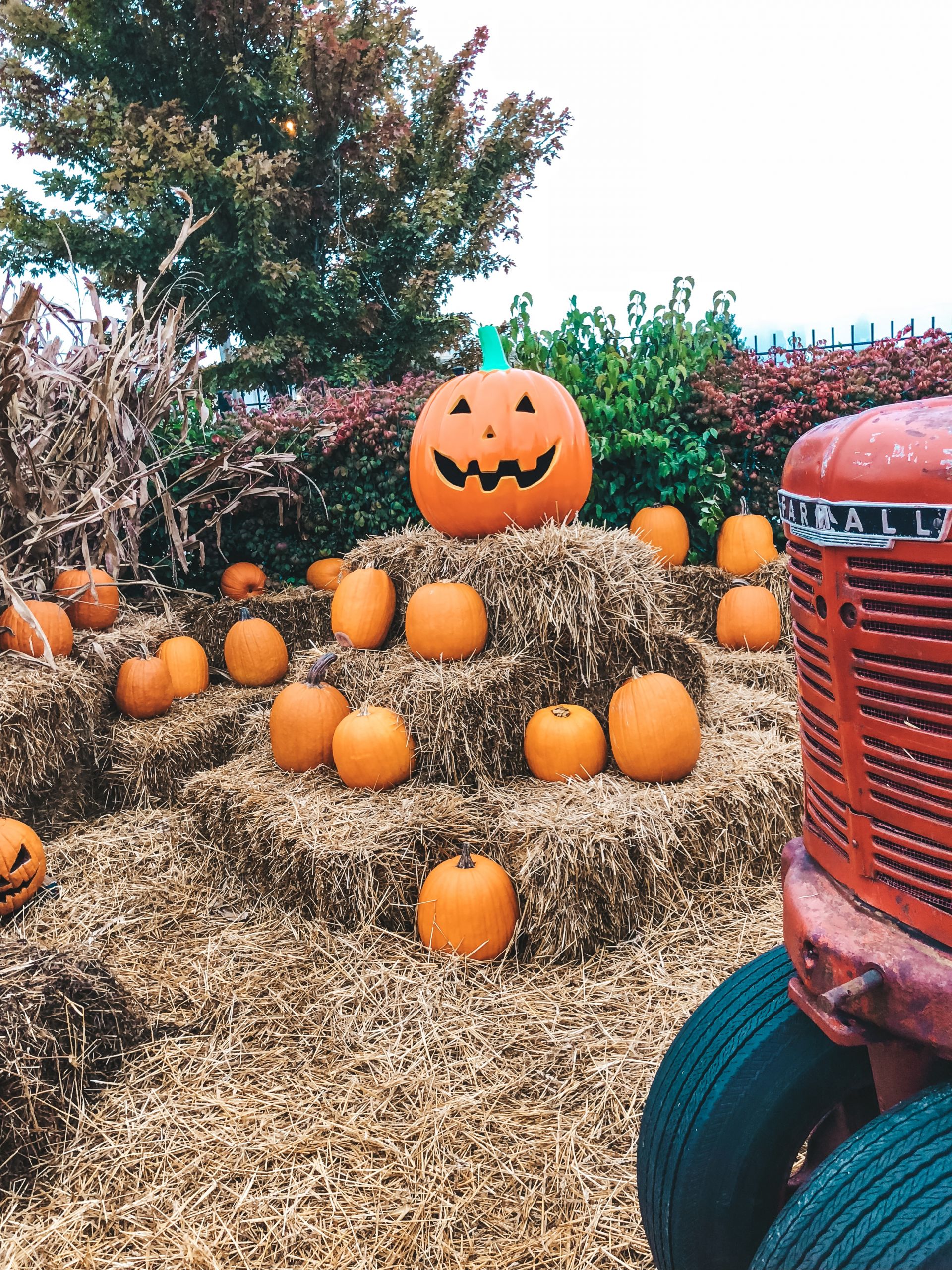 Jack's Pumpkin Patch PopUp NewlyDevary