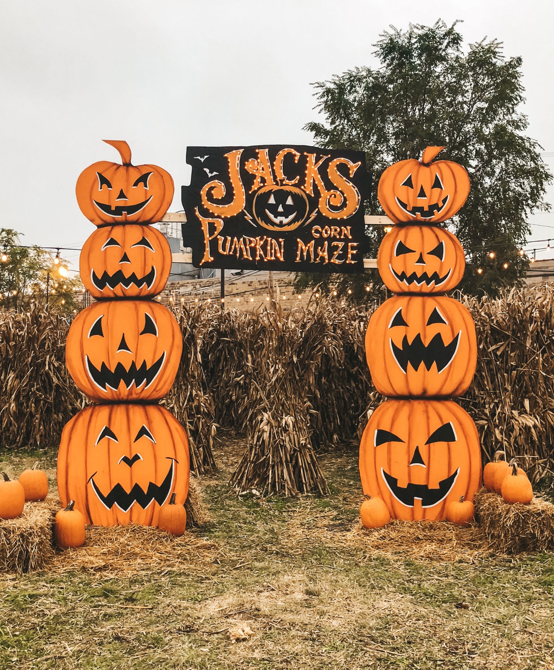 Jack's Pumpkin Patch PopUp NewlyDevary