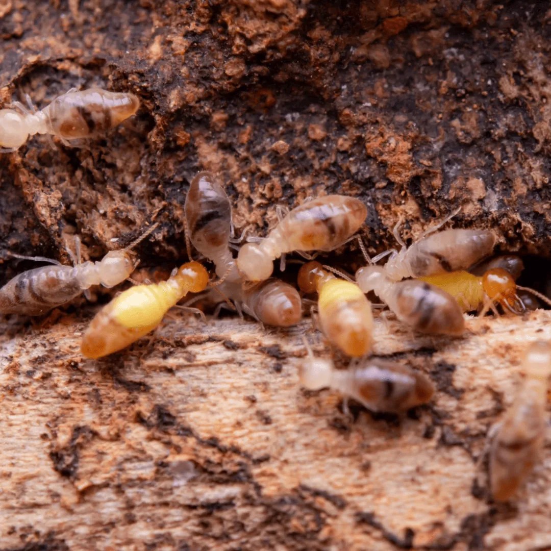 A Guide to the Various Types of Termites Found in California