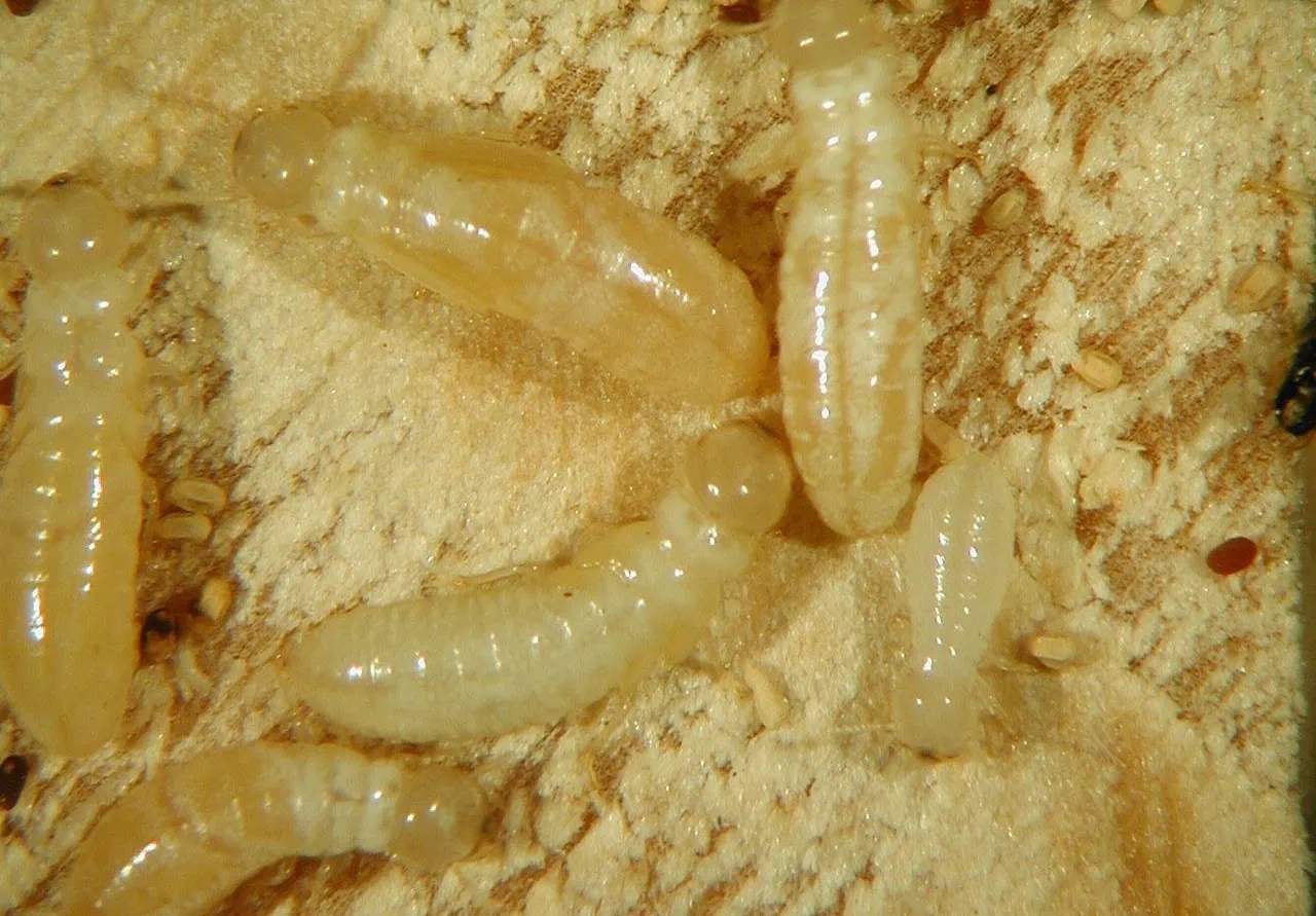 Defense Mechanisms of Drywood Termites A Comprehensive Guide