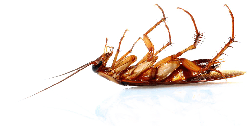 How To Get Rid Of Cockroaches In Las Vegas Newmans Pest Control