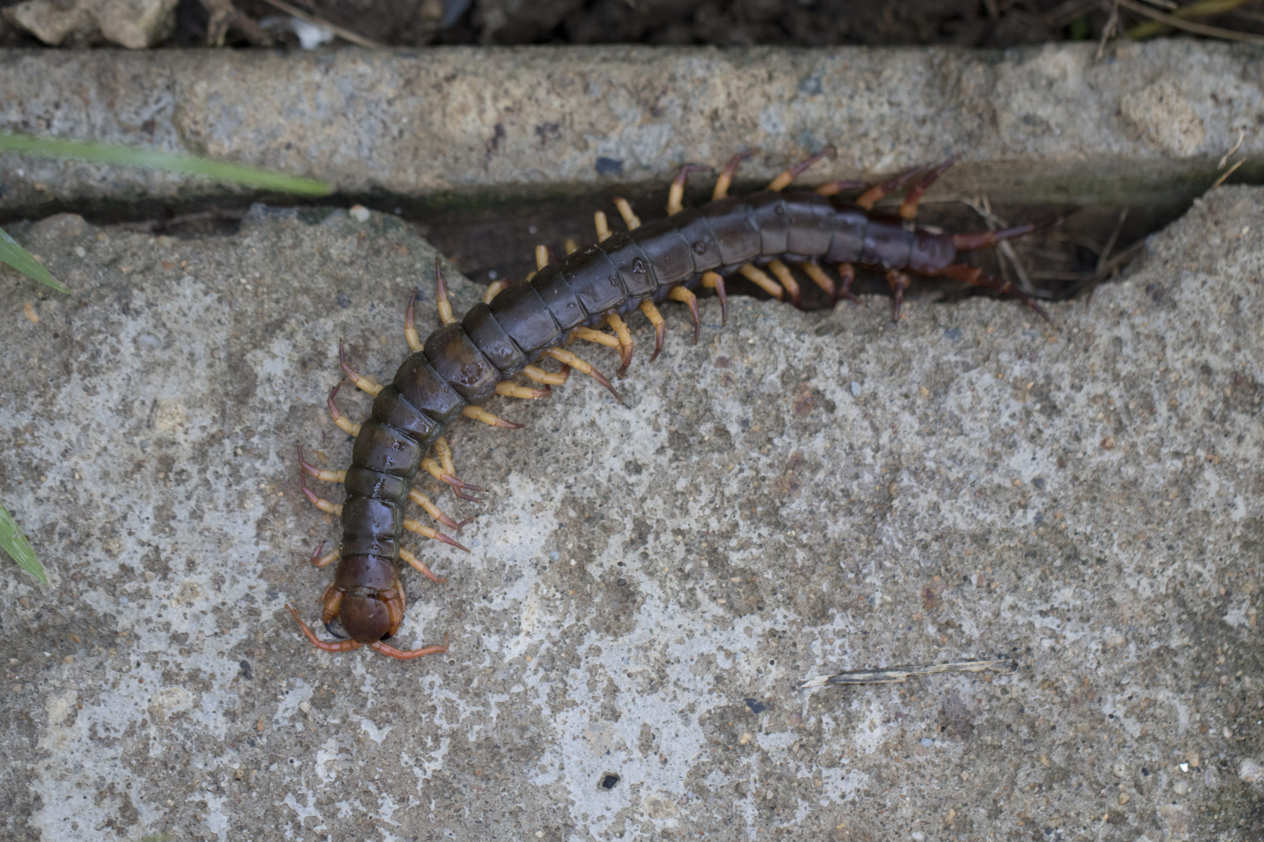 How To Get Rid Of Centipedes In Las Vegas Newmans Pest