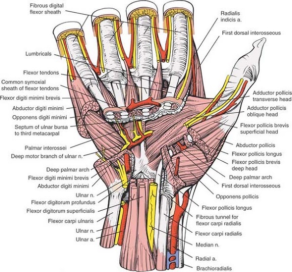 Wrist Pain Causes, Symptoms, Diagnosis and Treatment