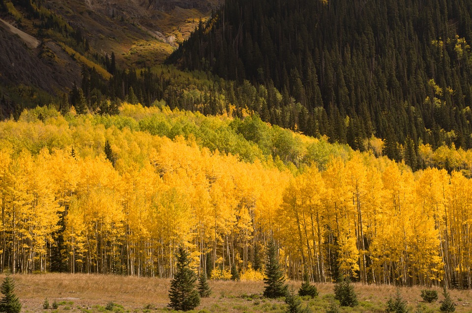 Where to Find the Most Beautiful Fall Colors in New Mexico NewMexi.Co
