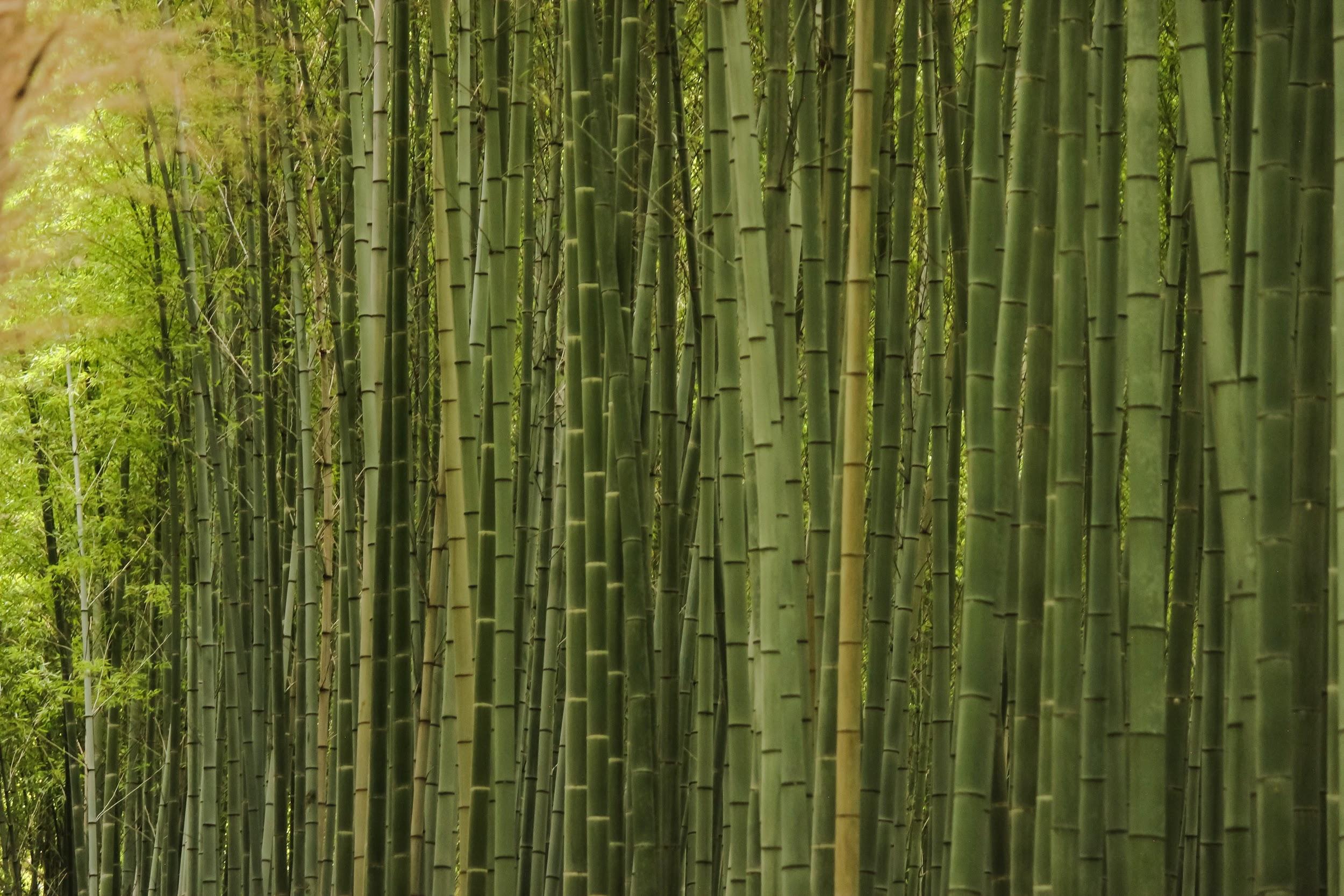 The Benefits Of Ecofriendly Bamboo Products My WordPress