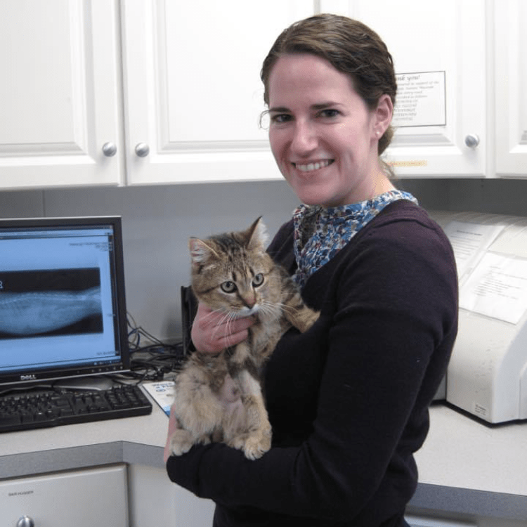 All Creatures Veterinary Hospital New Paltz Veterinary Hospital