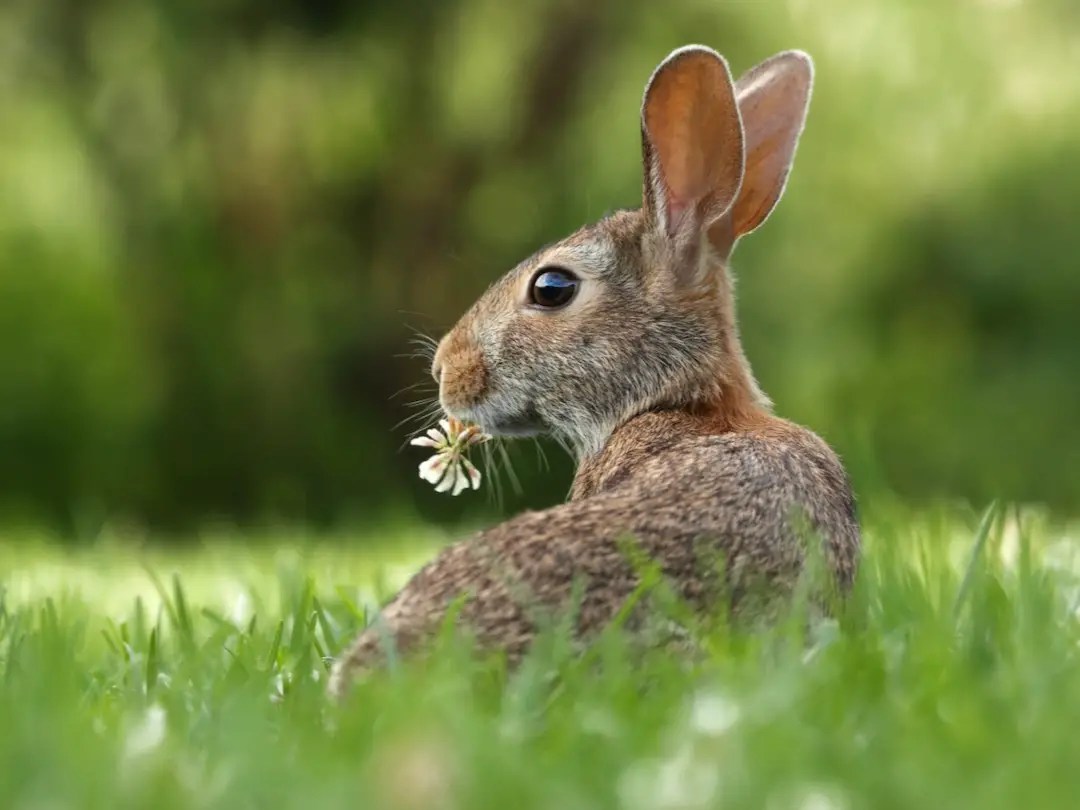 Bunny Eye Care Rabbit Eye Problems & Treatments New