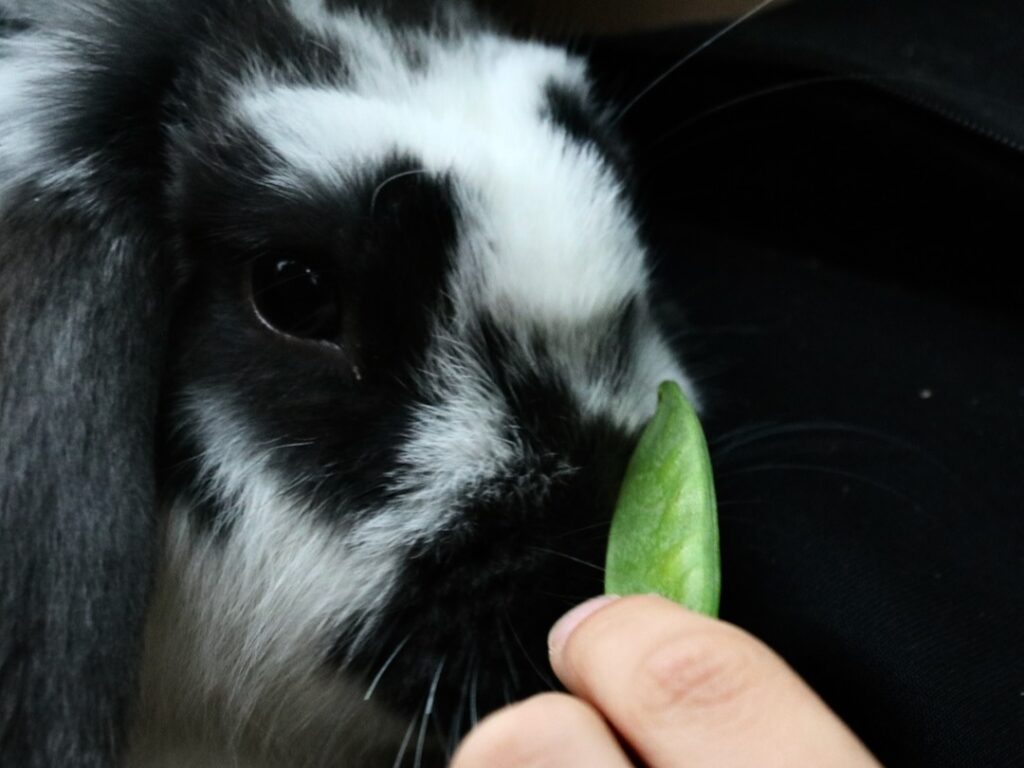 Can rabbits eat mangetout? New Rabbit Owner
