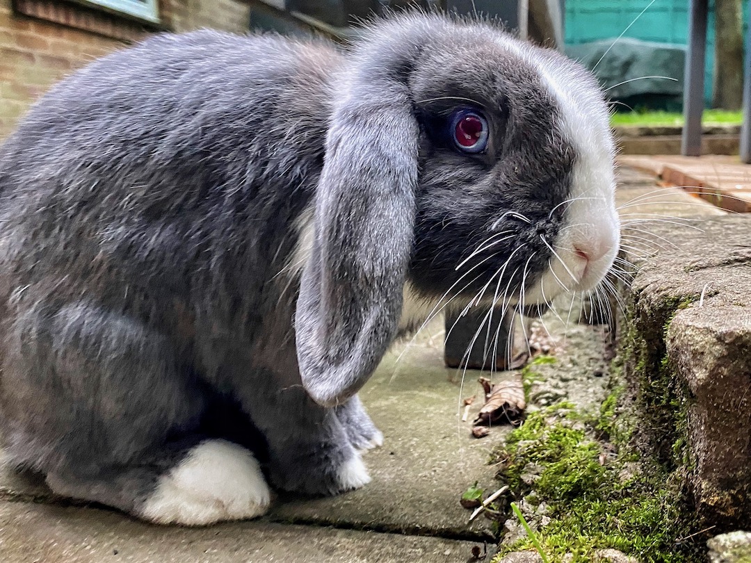 Do Rabbits Need Salt Blocks Bunny Care Guide What Foods Do Rabbits Need Salt Blocks Bunny Care Guide What Foods