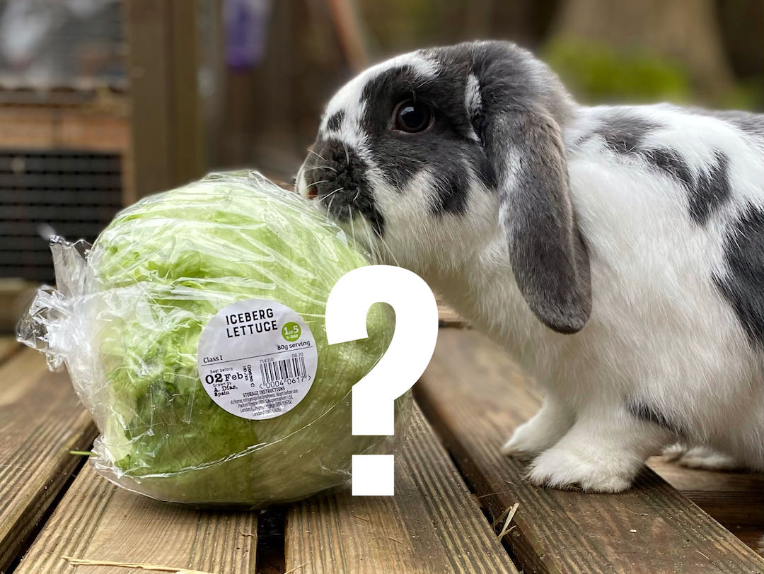 Can rabbits eat iceberg lettuce? New Rabbit Owner