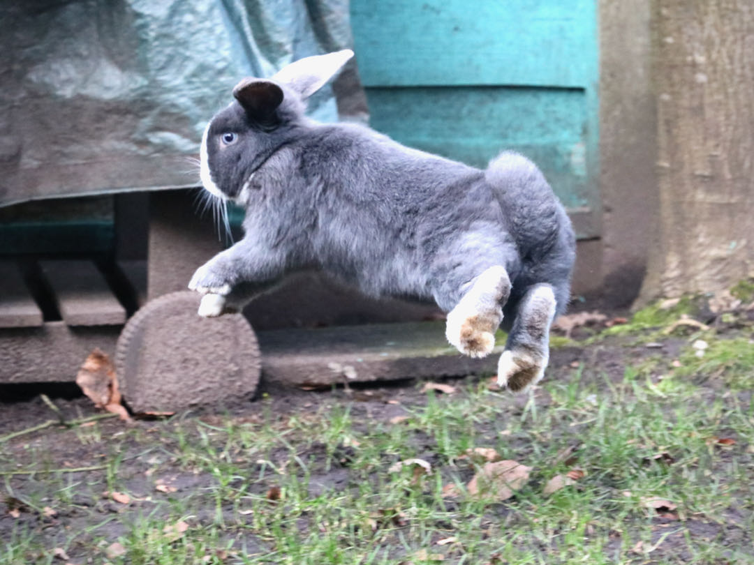 How high can rabbits jump? guide] New Rabbit Owner