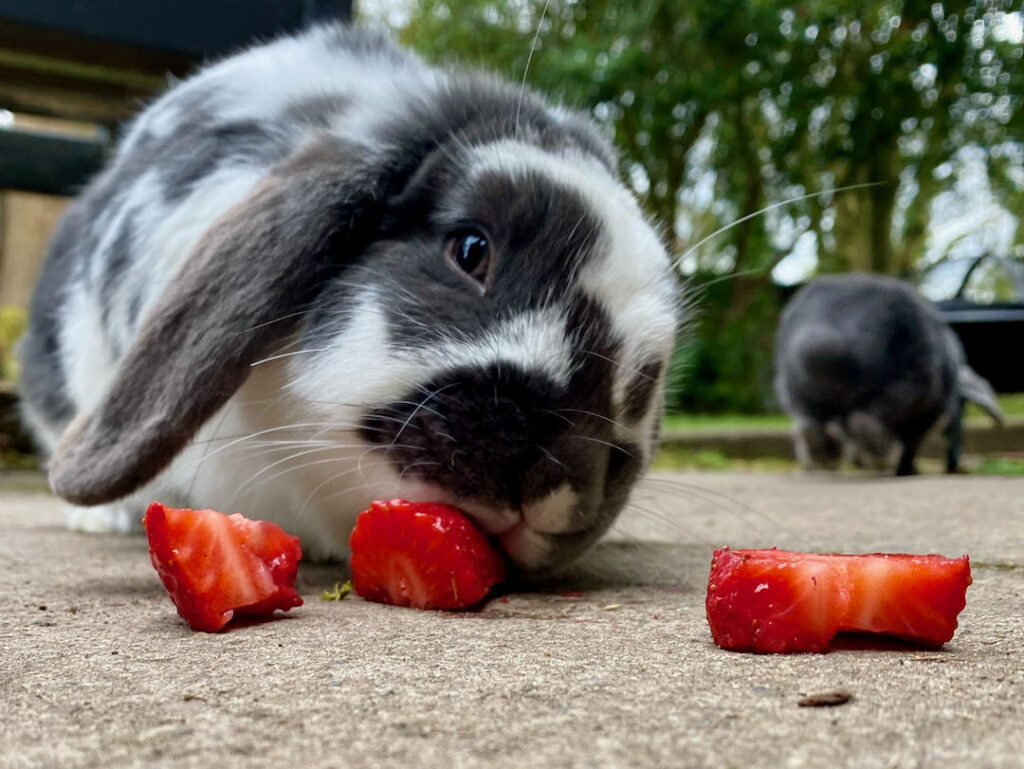 What fruit can rabbits eat? (Indepth guide)