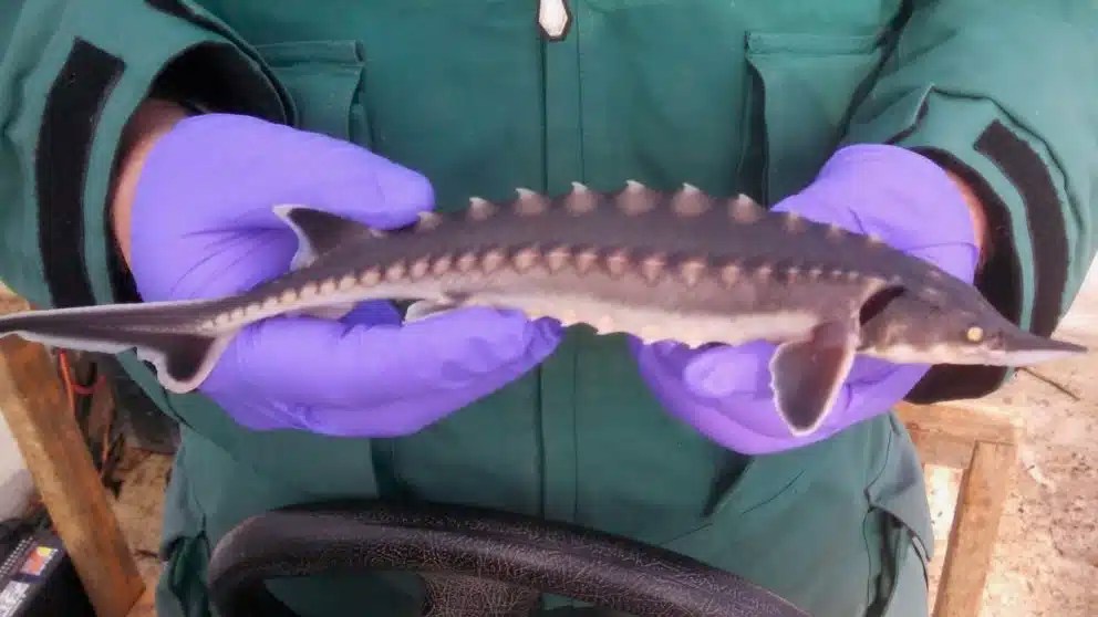 From caviar to conservation Saving the Atlantic Sturgeon