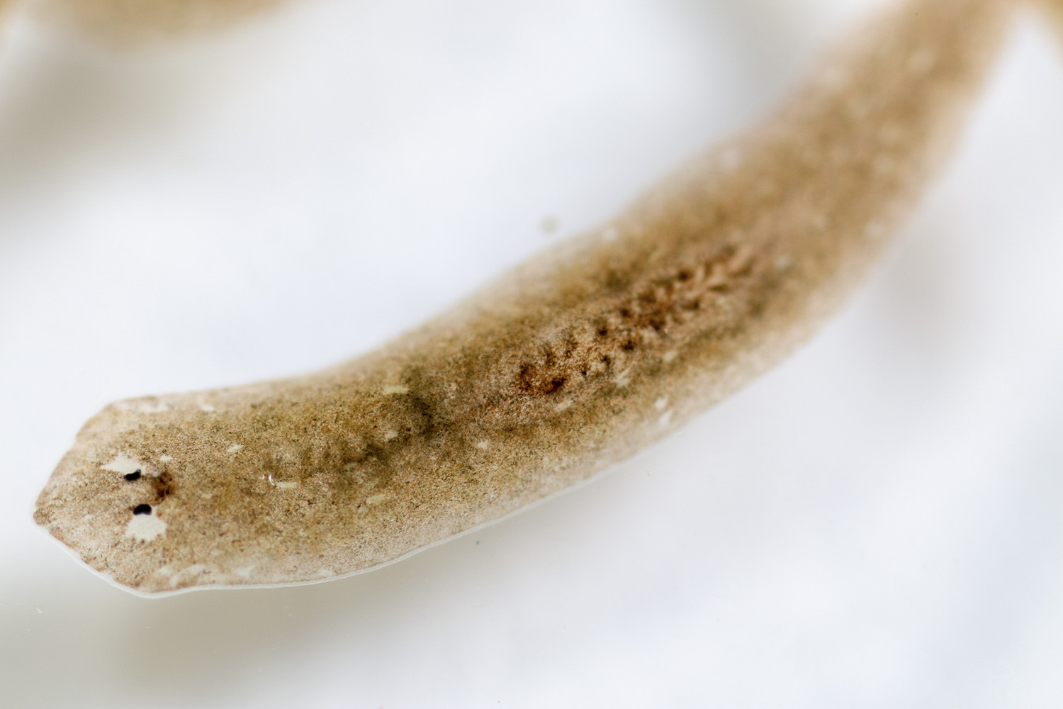In search of flatworms’ regenerative powers Stanford News