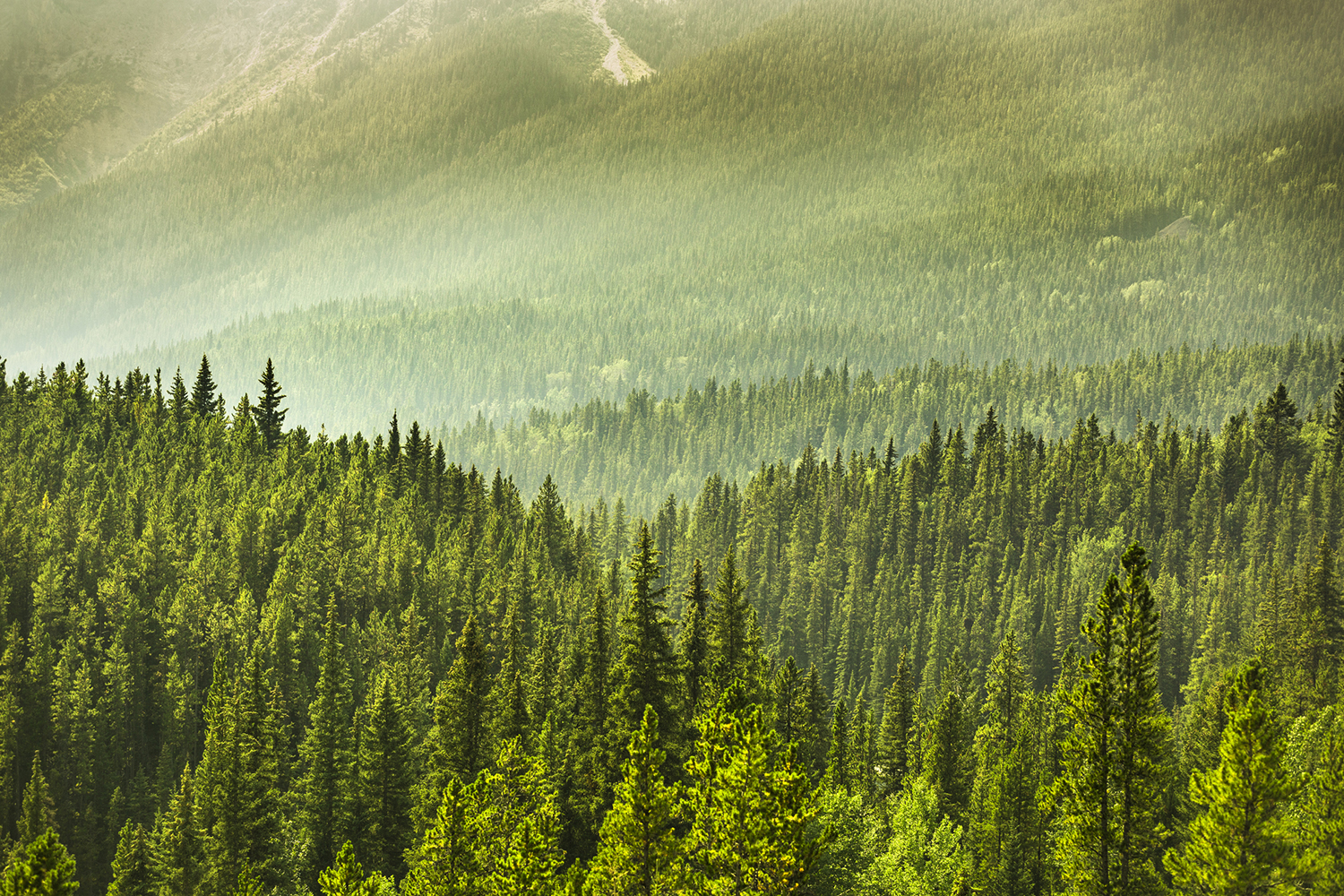 One of Earth’s biggest carbon sinks has been overestimated Stanford News