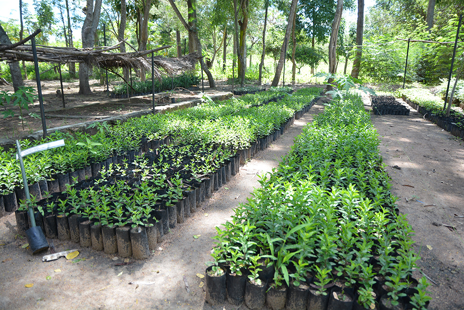 Témoignage l'agroforesterie en Tanzanie art4trees