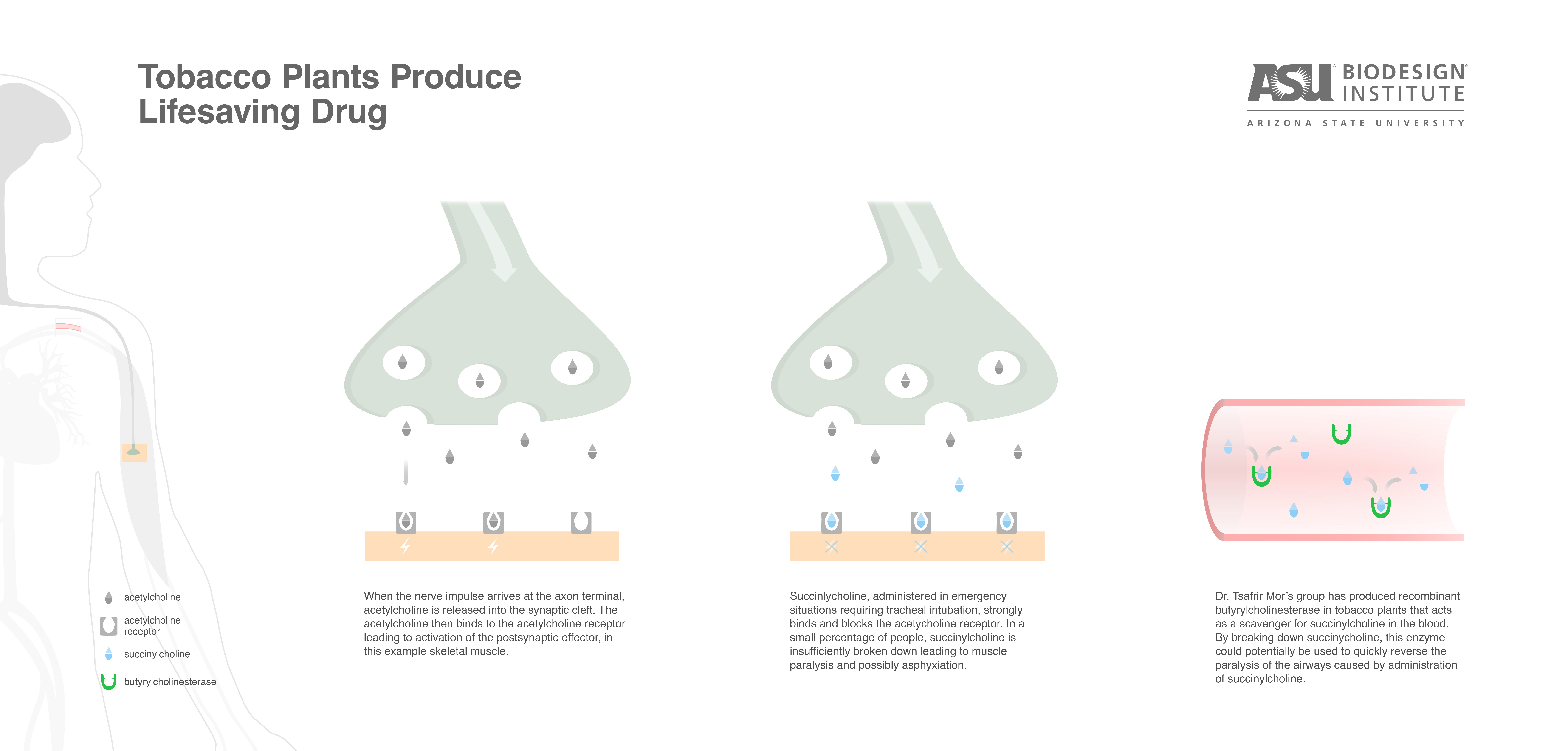 Plantmade drug reverses breathing paralysis ASU News