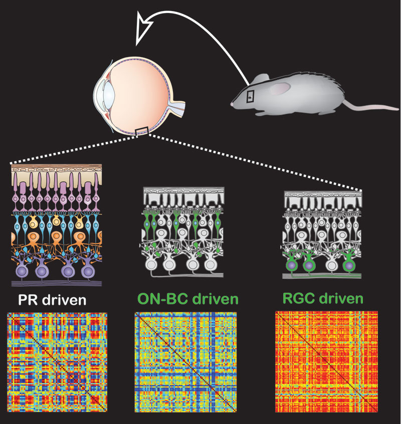 New therapy holds promise for restoring vision Berkeley News