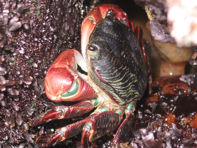 Coldblooded animals find it hard to adjust to global warming