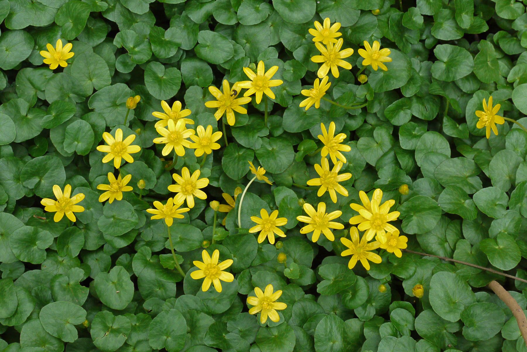Authorities ask public to help find highly invasive fig buttercup