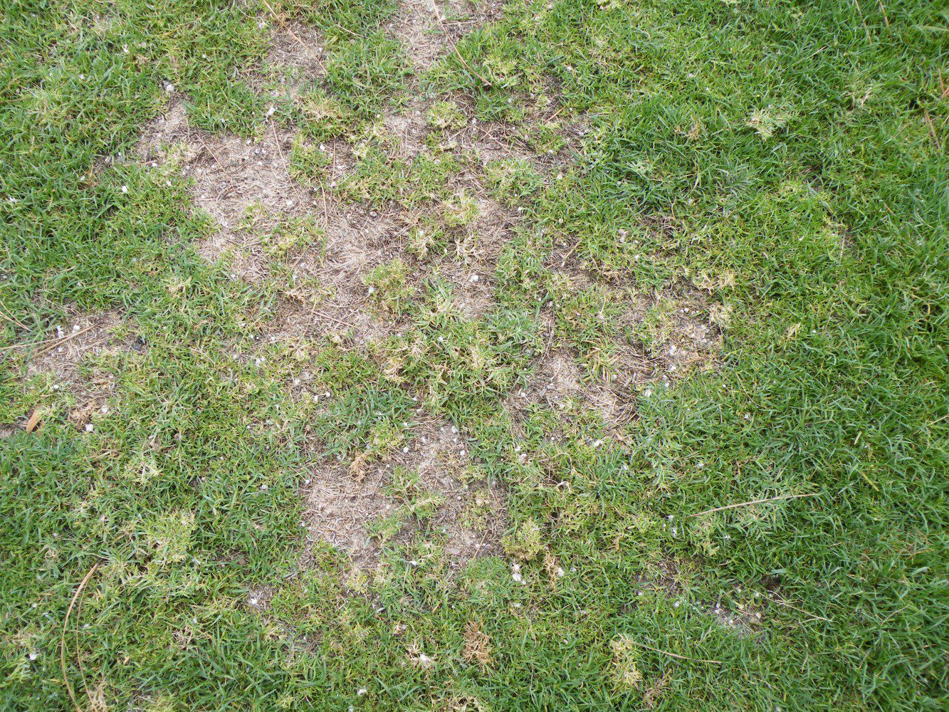 Clemson Turf Field Day 2023 2022 Clemson Extension Turf School To Be Held Via Zoom | Clemson News