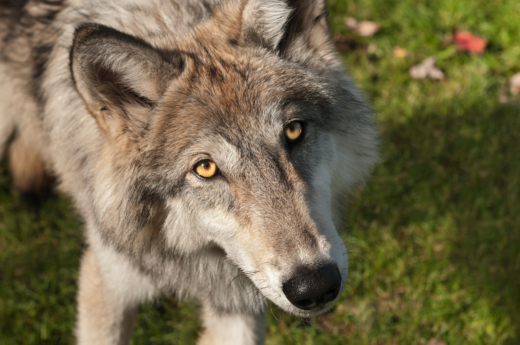 15 Awesome Facts for National Wolf Awareness Week Veterinary Medicine