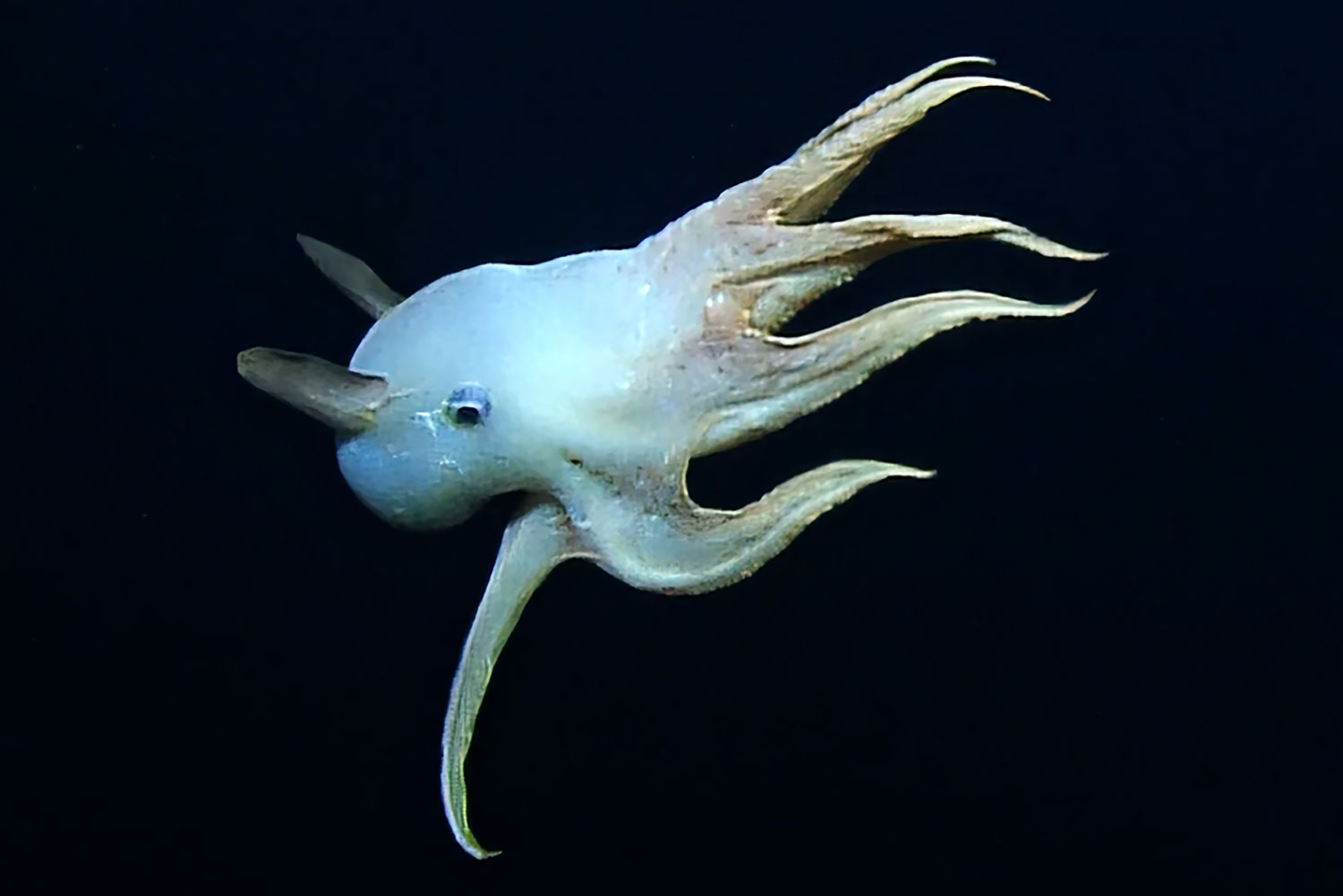 Dumbo Octopus Spotted! BSchool News