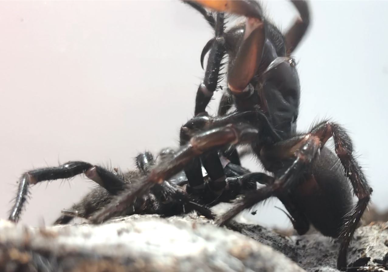 Funnelweb spider mating lateral view News