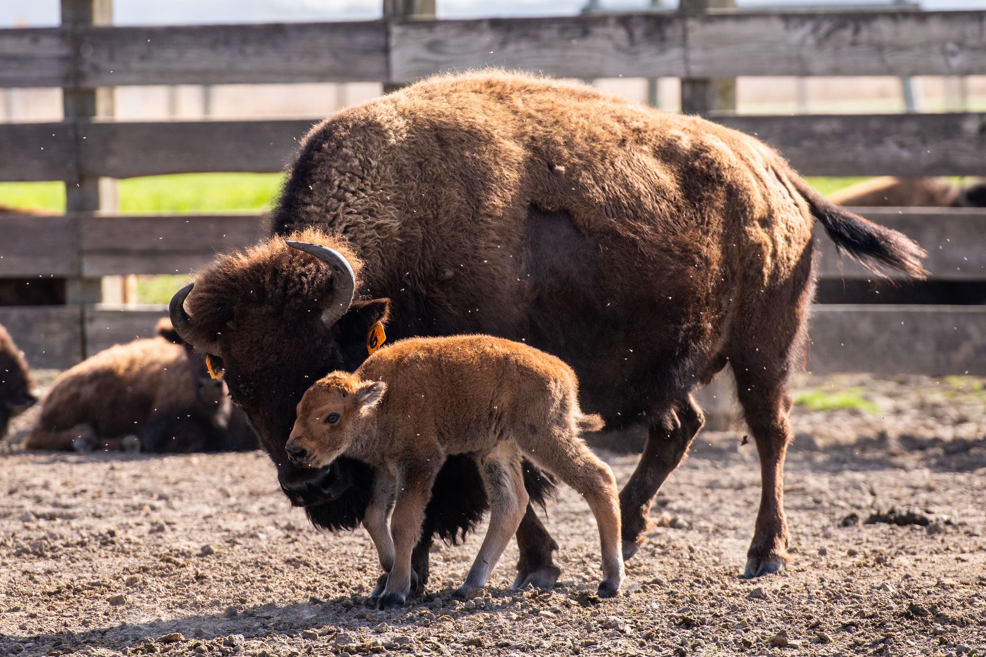 Fermilab’s baby bison season begins