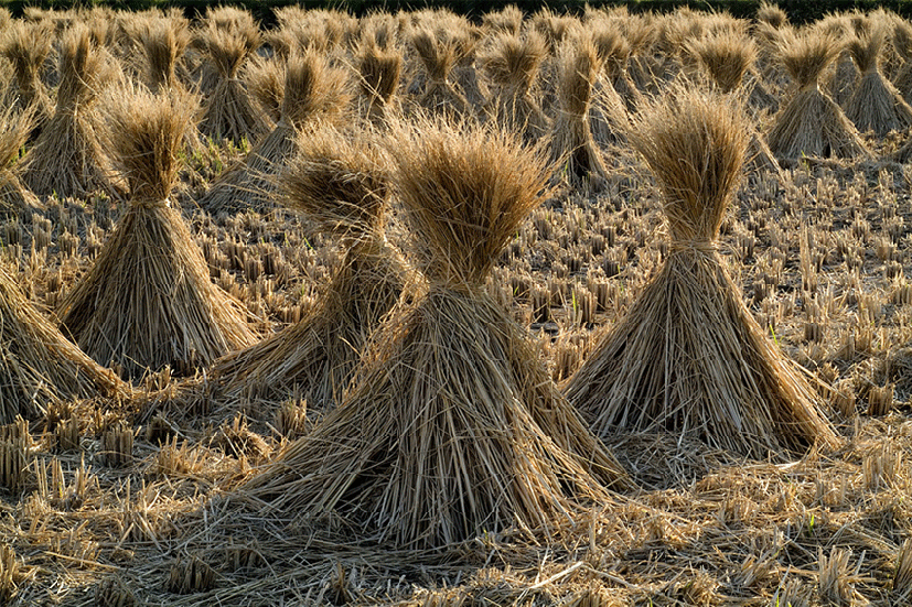 FSU Research Repurposing straw lets farmers grow more food with less