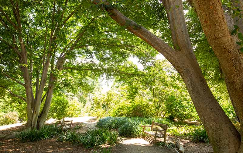 Fullerton Arboretum Set to Reopen July 7 CSUF News