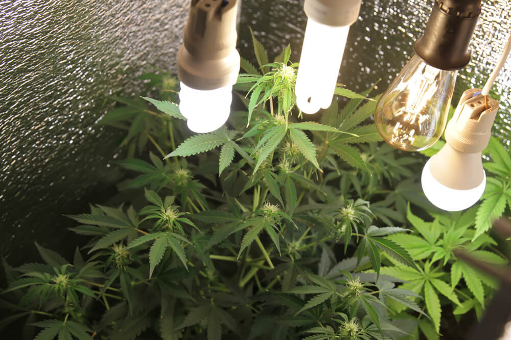 Space Bucket The Best Way to Grow Weed at Home! Herb Approach