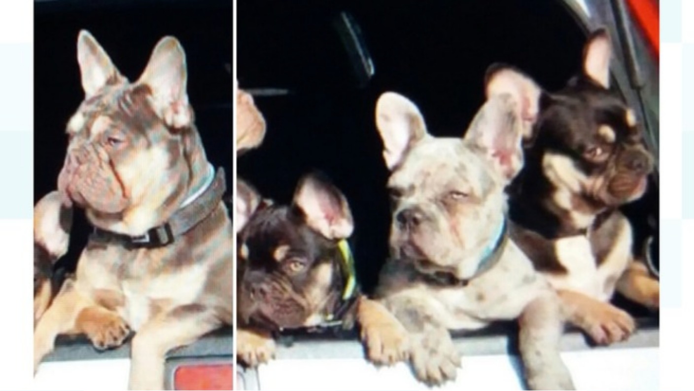 Stolen puppies found safe and well Granada ITV News