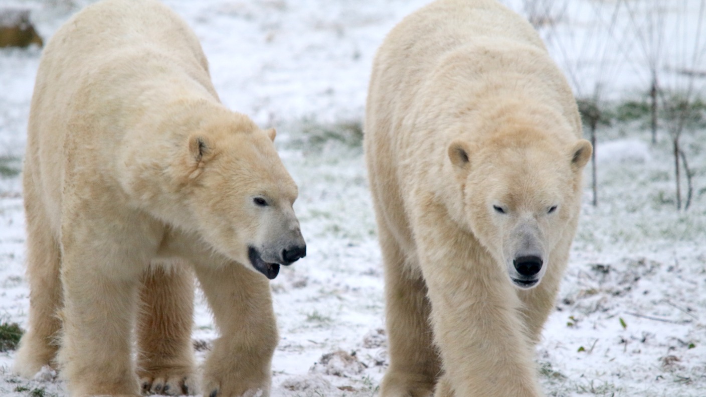 Polar bears enjoy the snow as temperatures plummet at