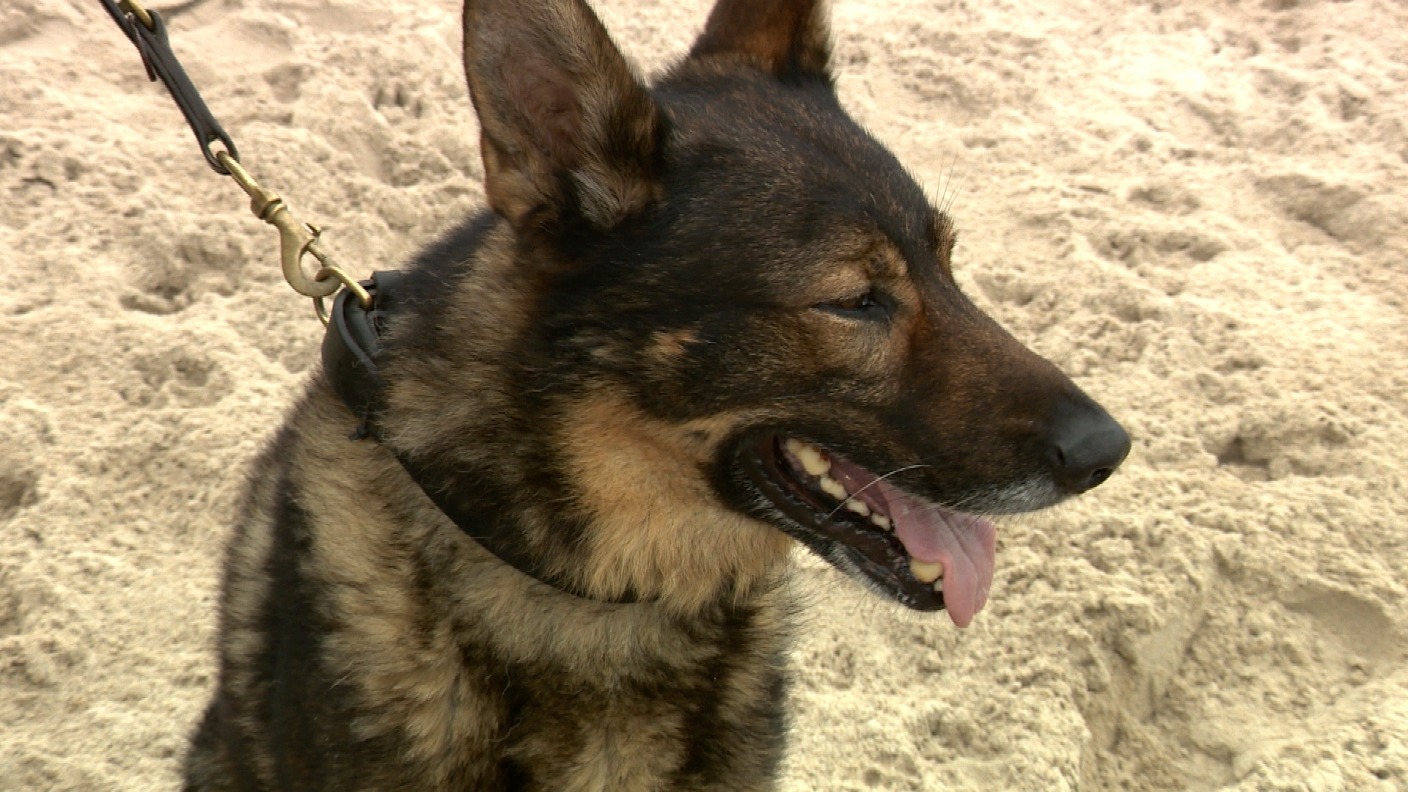 Jersey police dog retires from force Channel ITV News