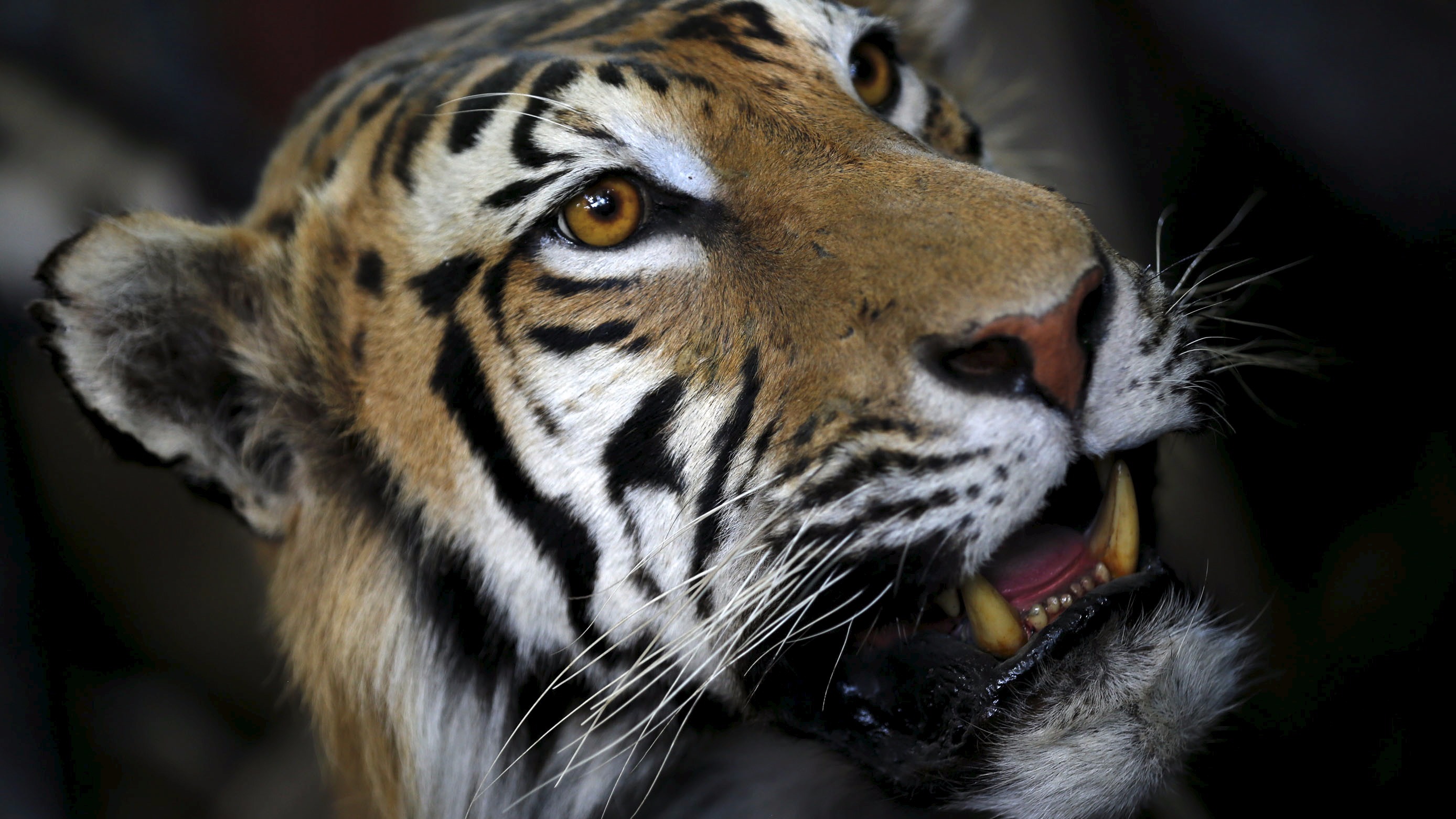 Humans are 'wickedly efficient' super predators ITV News
