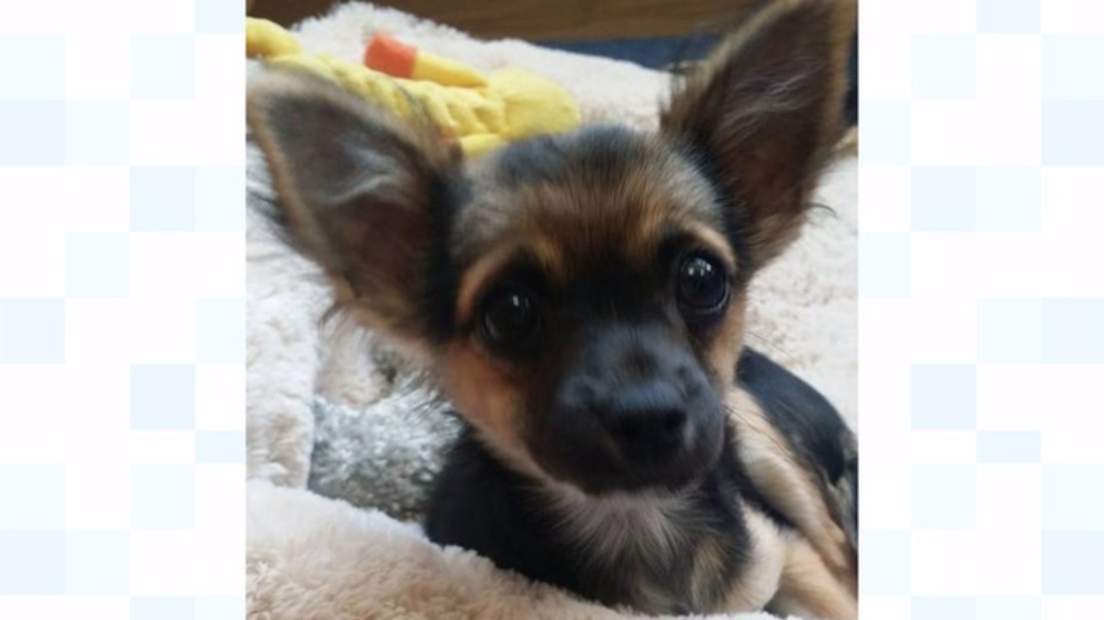 Stolen puppy returned to Bristol Dogs and Cats Home West